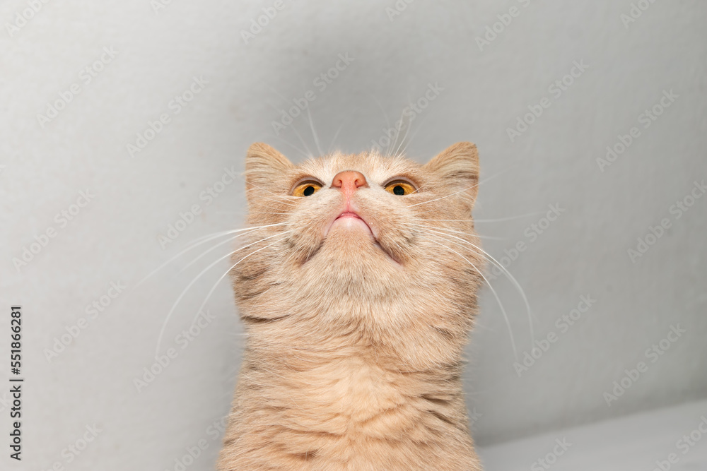 Portrait of a young red cat. Close-up. Beautiful red cat with orange eyes.