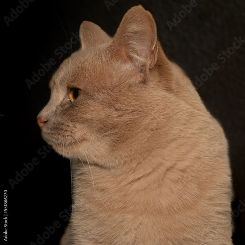 Portrait of a young red cat. Close-up. Beautiful red cat with orange eyes.