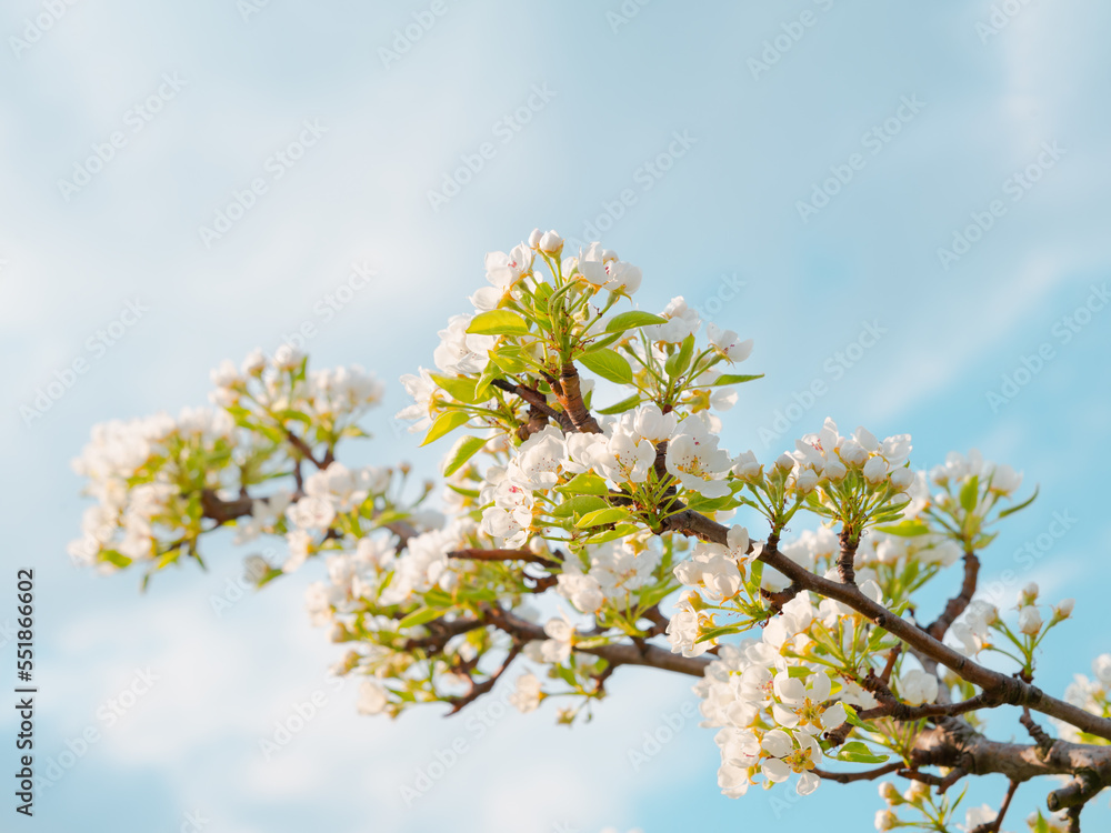 Branch of cherry blossoms during the day outdoors. With copy space. Branch of cherry blossoms during the day outdoors. With copy space.