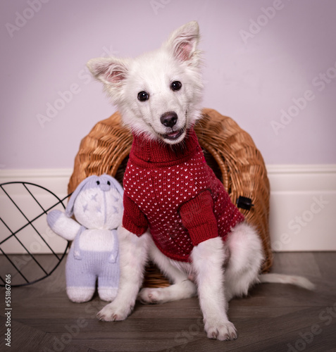 Funny white puppy in a red sweater.
Beautiful white smiling dog.
A playful puppy with red clothes among toys looks at the camera.
Funny dog sits near the toys.