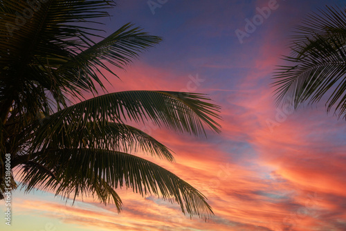 Palm Trees silhouetted by a beautiful sunrise in the Philippines