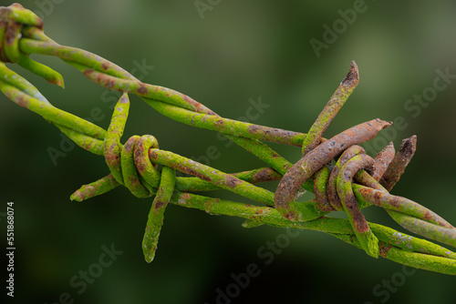 Close up protective barbed wire isolated on a green background