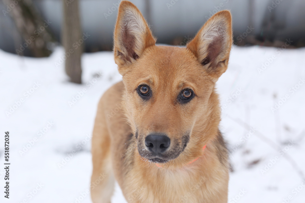 fawn dog closeup photo on snowy white background fawn dog closeup photo on snowy white background