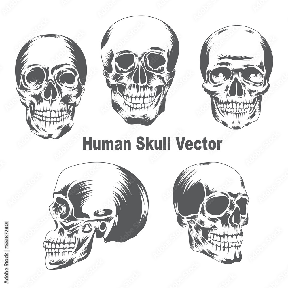 Human Skull Vector Design