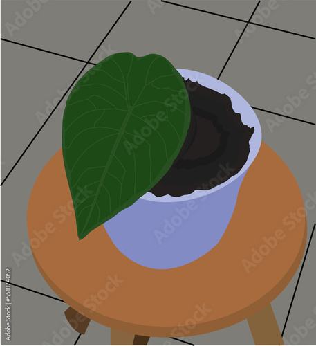 Ornamental Plant Alocasia Melo Vector illustration photo