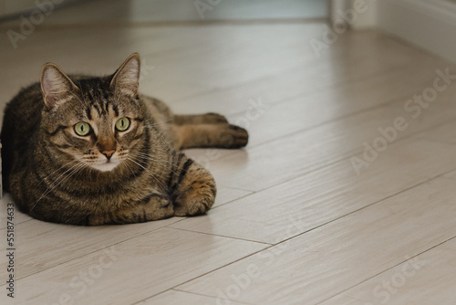 beautiful cat with green eyes lies on the floor