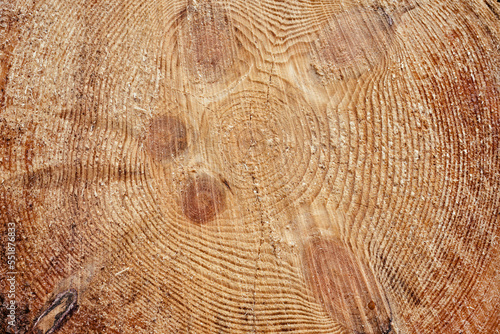 Tree rings. wood texture with the section of a cut log