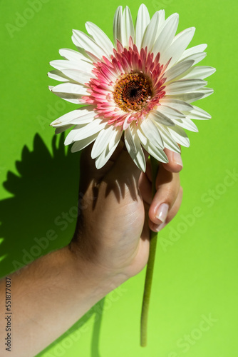 White gerbera flower in the hand on the green background, close up image