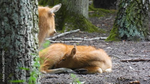 pere david's deer calf and mom deer (elaphurus davidianus) resting  on the ground photo