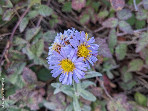 closeup of purple tatarian aster plant photo