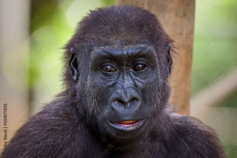 Fototapeta premium Western Lowland Gorilla (Gorilla gorilla gorilla)