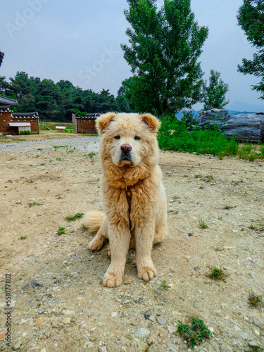 dog on the beach