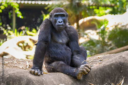Western Lowland Gorilla (Gorilla gorilla gorilla) photo