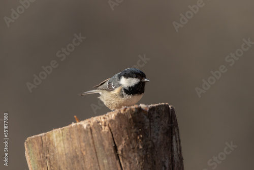 A Coal tit (Periparus ater) perched on a tree stump.