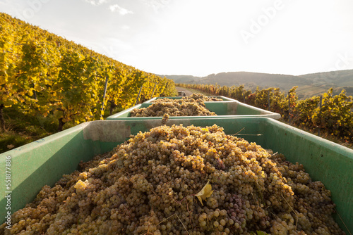 Vineyard Harvest - Grapes in basket photo