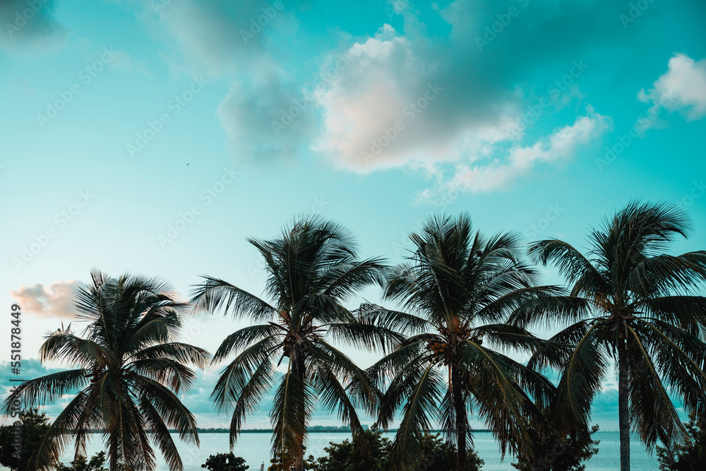 Fototapeta premium palms tropical key Biscayne Florida