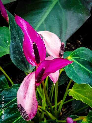 pink lily flower