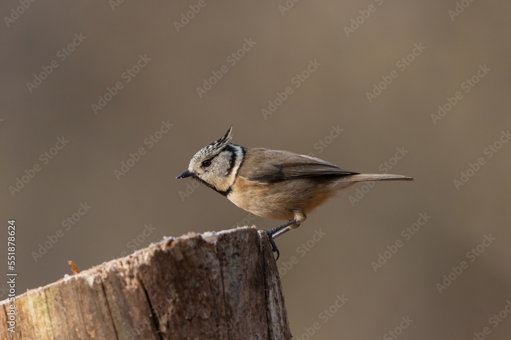 Naklejka premium A Crested tit (Lophophanes cristatus) perching on a tree stump.