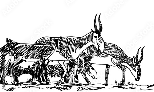 Sketch herd of saigas ink pencil drawing. educational vector illustration