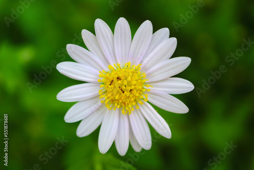 Closeup of Pure White Marguerite Daisy with Group of Little Bee Collecting Nectar