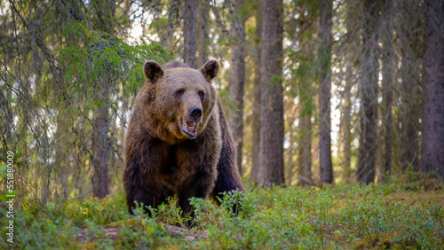 European brown bear (Ursus arctos)in forest in summer.. © STUEDAL