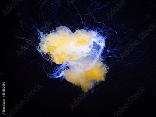 Photography jelly fish in the water