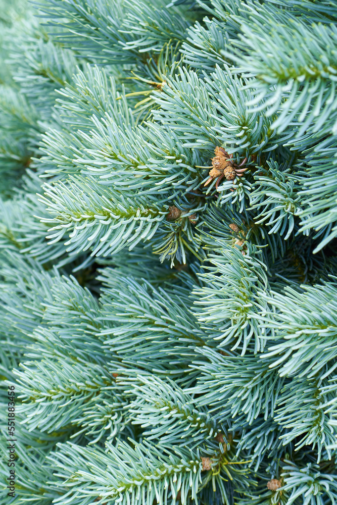 Fresh blue-green branches of blue spruce or Picea pungens close-up. Plant background.