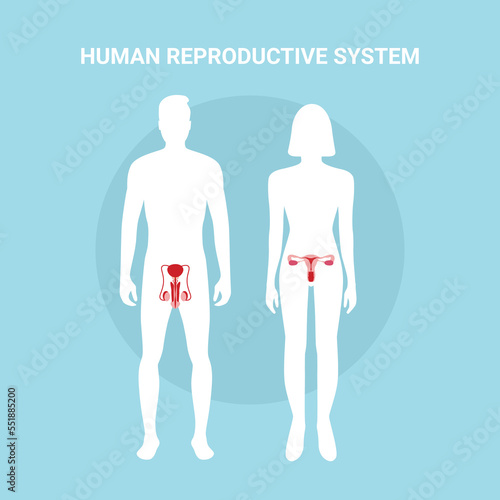 Human reproductive system. Female and male body with reproductive system organs