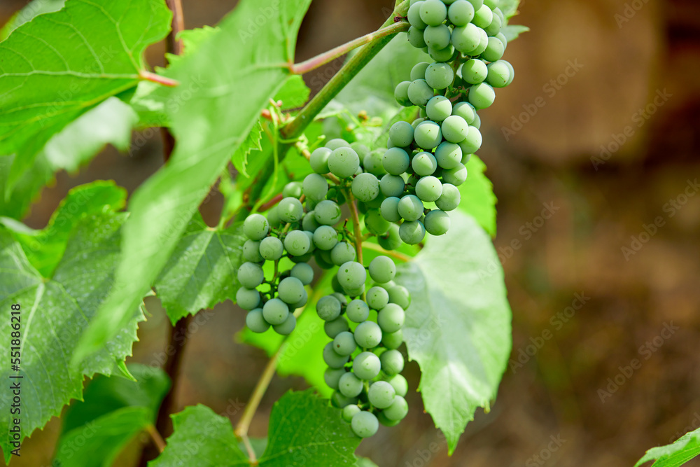 Branch of ripe grape in garden Branch of ripe grape in garden