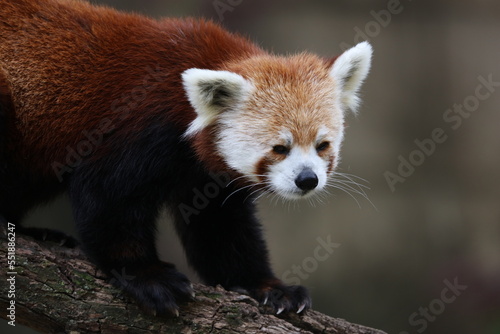 Red Panda image