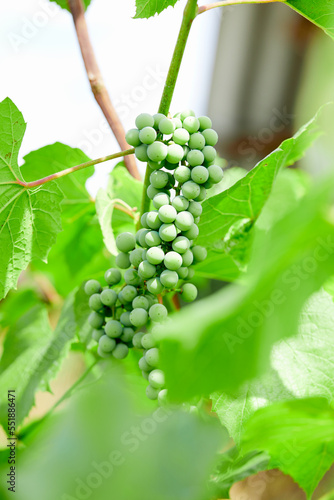 Branch of ripe grape in garden