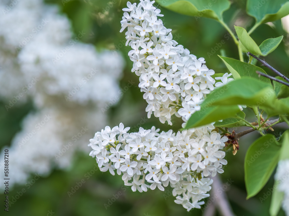 White Blooming Lilac Flowers in spring with blured background White Blooming Lilac Flowers in spring with blured background