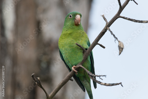  orange-chinned parakeet (Brotogeris jugularis),