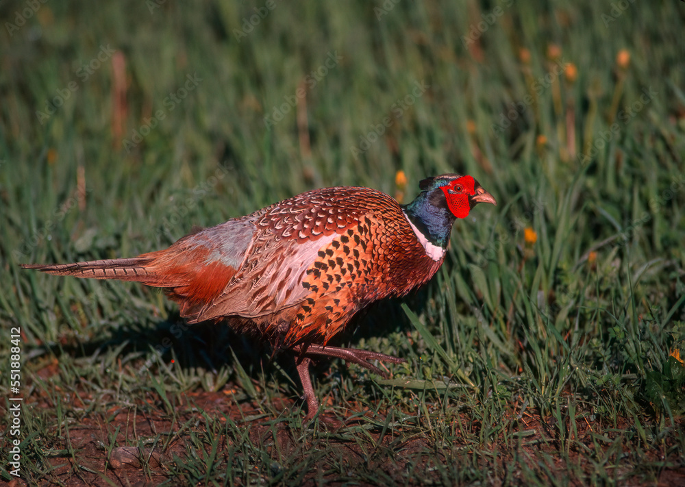 Fototapeta premium Male pheasant walking in shrub
