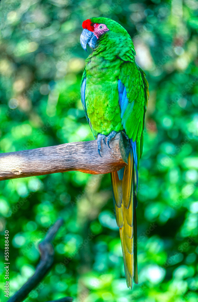 Military macaw close up