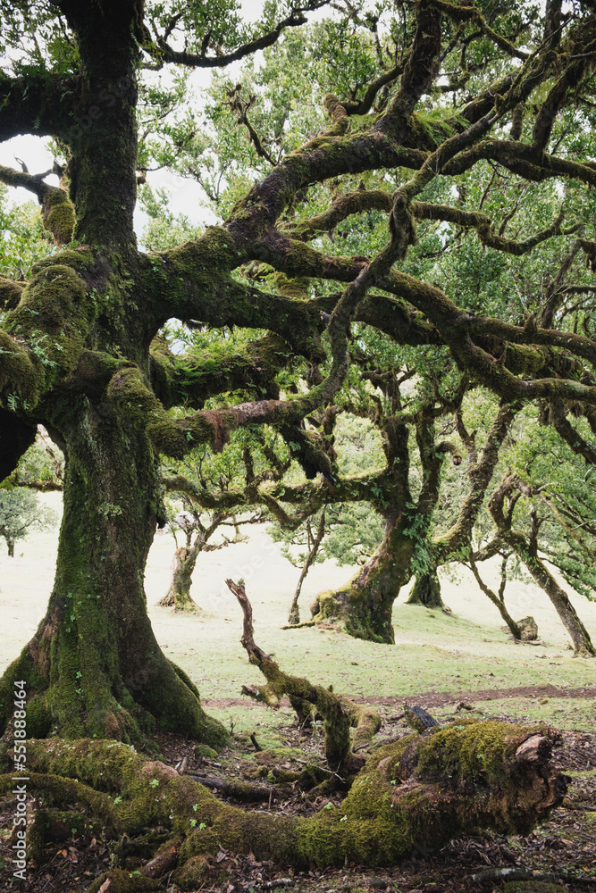 enchanted trees of mystic fanal forest in Madeira enchanted trees of mystic fanal forest in Madeira