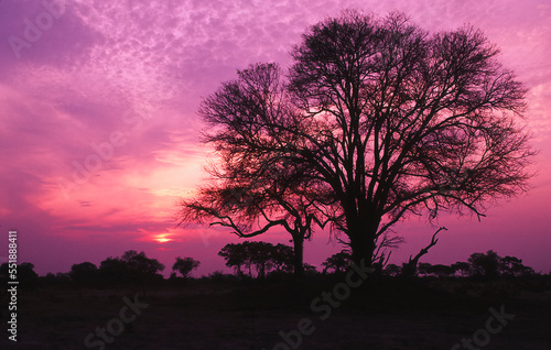 Silhouette of African acacia tree at sunset