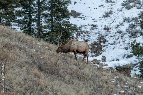Elk in Yellowstone National Park © Frank