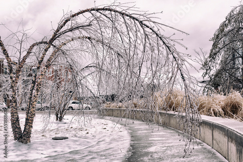 tree bent over from heavy branches  in winter after an ice storm