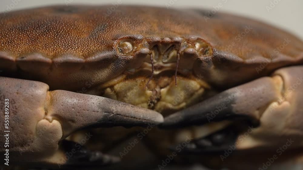 Close up shot of a dark brown edible crab at a seafood shop - macro Close up shot of a dark brown edible crab at a seafood shop - macro