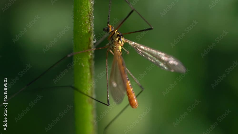 Tipula Insect On Green Stem Shallow Depth Of Field. Selective Focus Tipula Insect On Green Stem Shallow Depth Of Field. Selective Focus