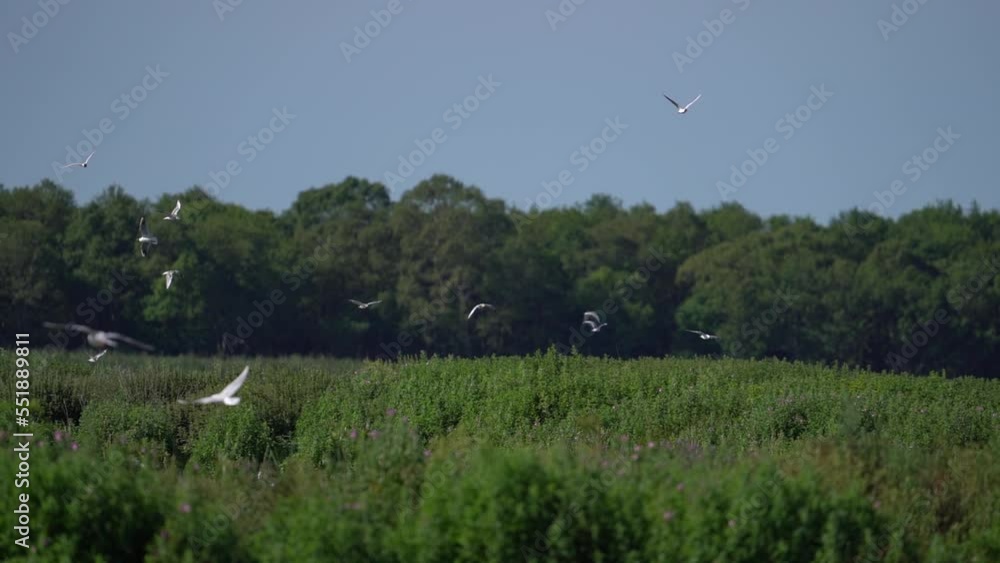 Wading Birds Flying Over Nesting Area At Lille Vildmose Wading Birds Flying Over Nesting Area At Lille Vildmose