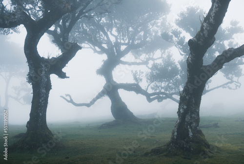 enchanted trees in mystic foggy fanal forest in madeira 