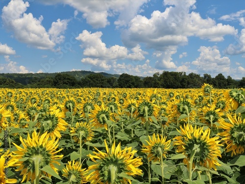 summer natural sunflower field background against the forest and blue sky with clouds for a banner or splash screen, growing sunflowers facing the forest with inflorescences in the far perspective