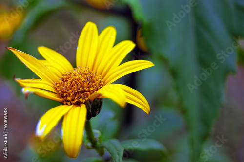 Close-up of a whimsical Jerusalem artichoke flower with yellow petals against a background of green leaves.