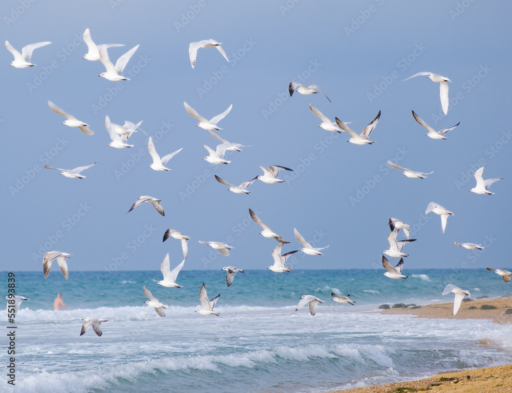 flock of Seabirds in flight