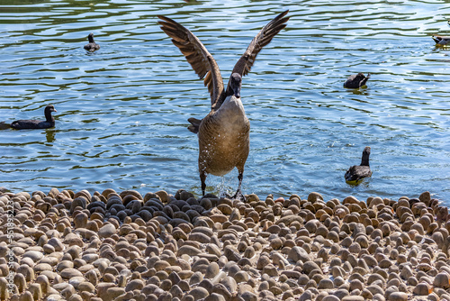 Canada Goose with its wings out on the bank of the lake at Grovelands Park, London, UK. photo