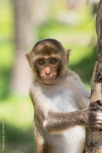 Portrait of a Baby Rhesus macaque monkey (Macaca mulatta) © Dmitry Strizhakov