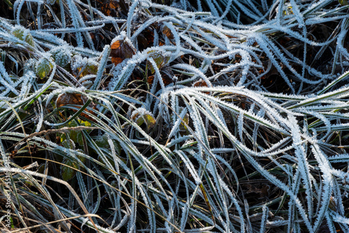 Frozen grass with ice crystals in December