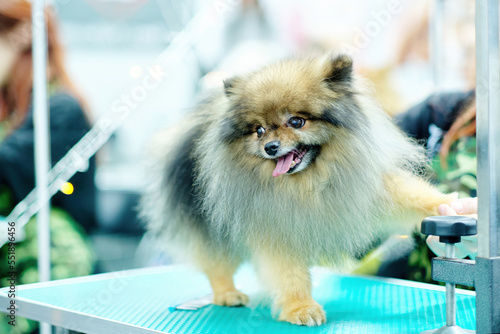 Spitz dog on grooming procedures in a dog salon